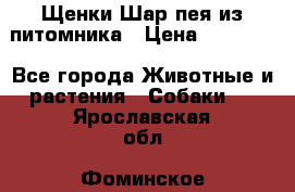 Щенки Шар пея из питомника › Цена ­ 25 000 - Все города Животные и растения » Собаки   . Ярославская обл.,Фоминское с.